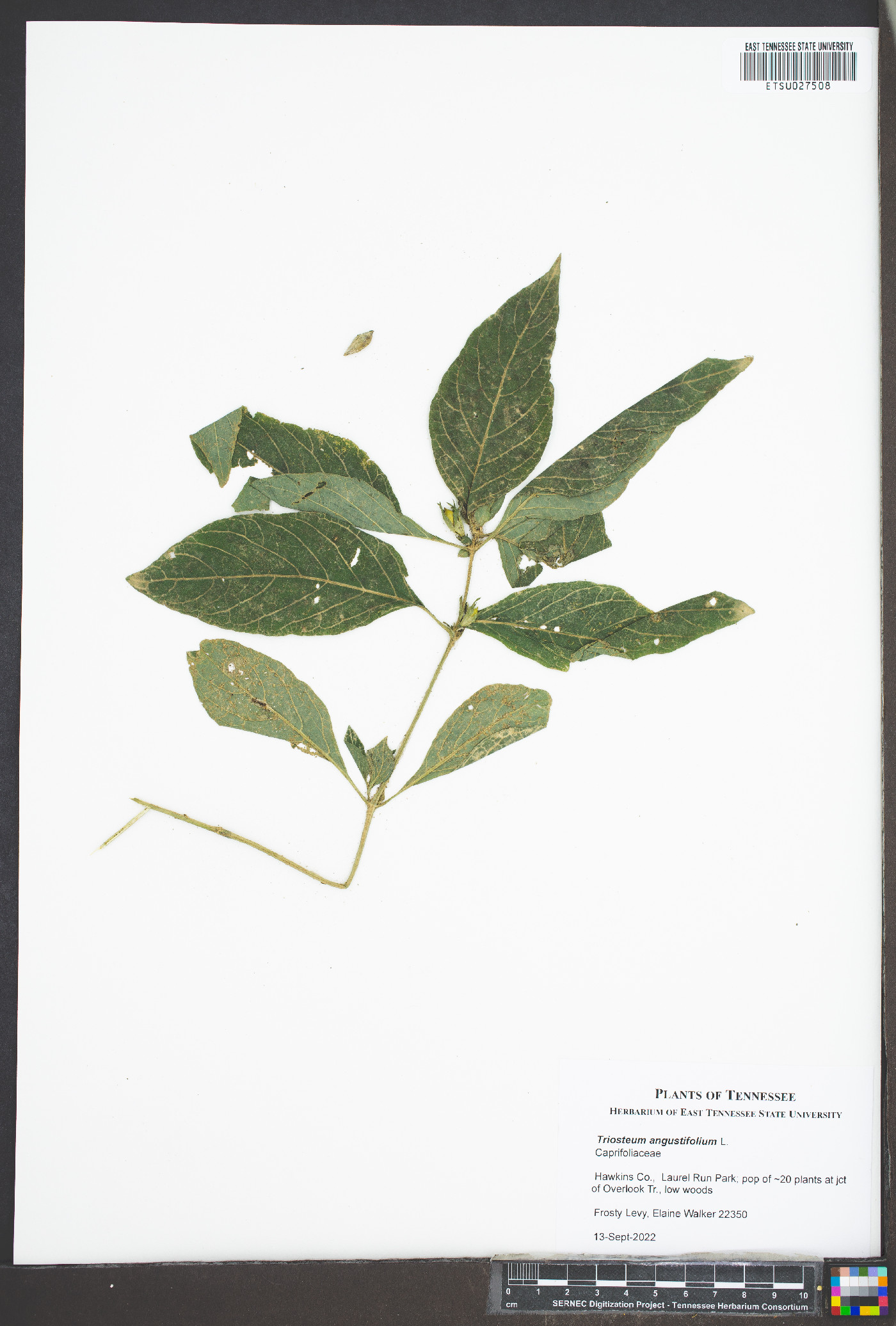 Triosteum angustifolium image