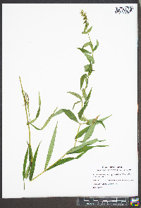 Phlox maculata var. pyramidalis image