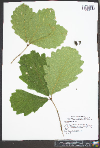 Quercus montana image