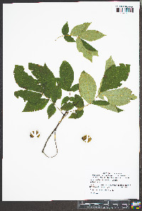 Carya pallida image