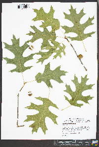 Quercus shumardii image