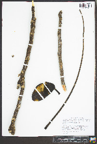 Gymnocladus dioicus image
