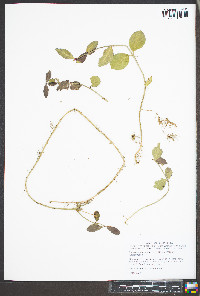 Euonymus fortunei image