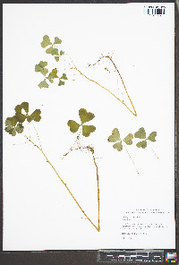 Oxalis grandis image