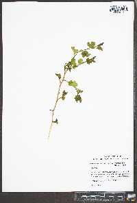 Crataegus intricata image