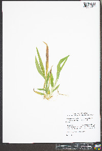 Dichanthelium ovale var. addisonii image
