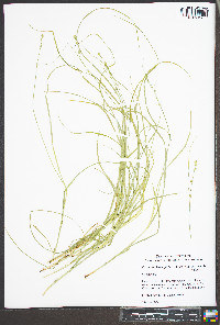 Carex muehlenbergii var. enervis image