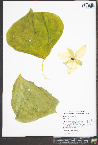 Trillium sessile image
