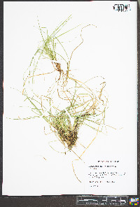Carex umbellata image