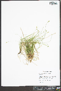 Carex pedunculata image