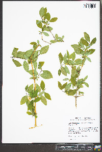 Lonicera fragrantissima image