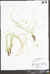 Carex reznicekii image