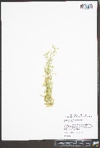 Cerastium brachypetalum image