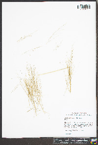 Eragrostis capillaris image