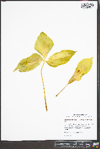 Arisaema triphyllum subsp. triphyllum image