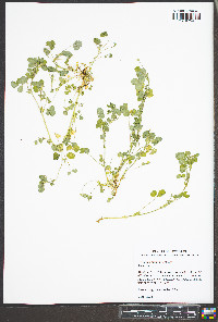 Trifolium dubium image
