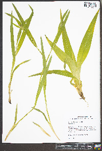 Carex albursina image