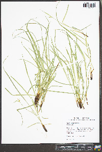 Carex jamesii image