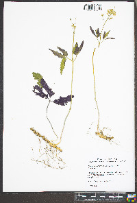 Cardamine diphylla image