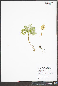Dicentra canadensis image
