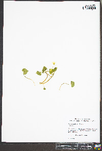 Viola pensylvanica image