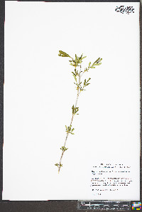 Hypericum densiflorum var. densiflorum image