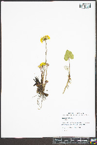 Tussilago farfara image