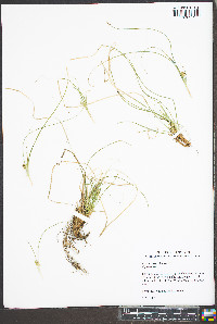 Carex reznicekii image