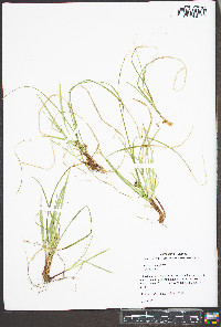 Carex reznicekii image
