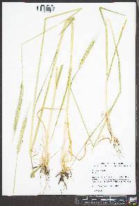 Secale cereale image