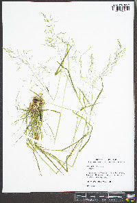 Poa sylvestris image