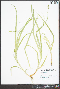 Carex sparganioides image