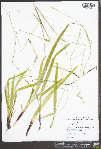 Carex careyana image