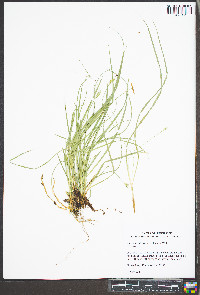Carex willdenowii image