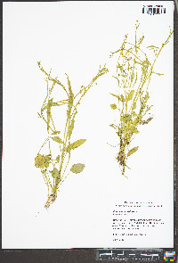 Ranunculus pusillus image