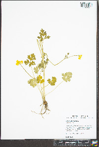 Ranunculus bulbosus image