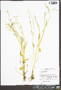 Ranunculus pusillus image