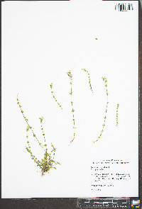 Arenaria serpyllifolia image