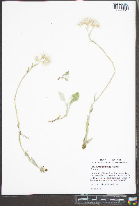 Gamochaeta purpurea image
