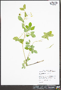 Taenidia integerrima image