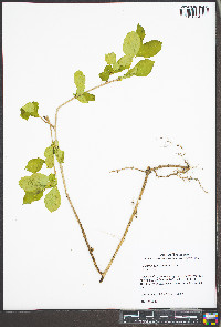 Celastrus orbiculata image