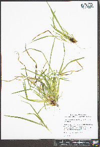 Carex cumberlandensis image