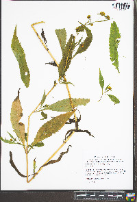 Bidens tripartita image