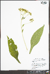 Verbesina virginica image