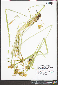 Cyperus odoratus var. odoratus image