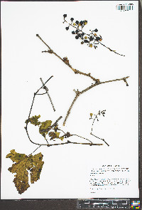 Vitis riparia image