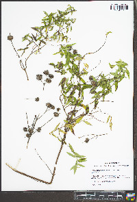 Pycnanthemum muticum image