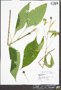 Helianthus decapetalus image