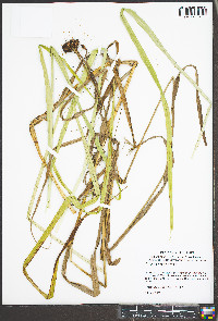 Scirpus georgianus image
