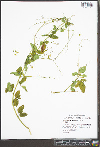 Desmodium obtusum image